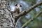 Virginia Opossum juvenile in tree