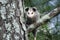 Virginia Opossum juvenile in tree