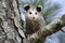 Virginia Opossum juvenile in tree