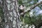 Virginia Opossum juvenile in tree