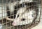 Virginia Opossum nuisance wildlife trapped in humane box trap