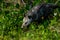 Virginia opossum, viera wetlands