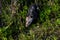 Virginia opossum, viera wetlands