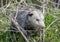 Virginia Oppossum