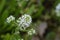 Virginia pepperweed white flowers