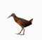 Virginia Rail Bird