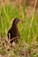 Virginia Rail bird walking through the wetlands
