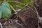 Virginia rail feeding in bush