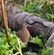 Virginia rail feeding in marsh