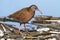 Virginia Rail (Rallus limicola)