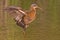 Virginia Rail, Rallus limicola, wing flap