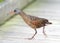 Virginia Rail walking on the boardwalk