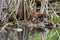 Virginia Rail walking in cattail marsh with reflection in water