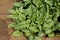 Virginia savoy spinach