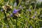 Virginia Spiderwort with purple flower