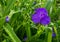 Virginia Spiderwort purple in meadow