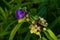 Virginia Spiderwort, Tradescantia ohiensis in garden. Delicate flowers and buds on a background of green leaves