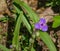 Virginia Spiderwort, Tradescantia subaspera