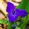 Virginia Spiderwort, Tradescantia virginiana