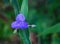 Virginia Spiderwort, Tradescantia virginiana