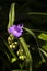 Virginia Spiderwort Tradescantia virginiana blooms in garden, background. Tradescantia ohiensis known as bluejacket or Ohio