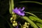 Virginia Spiderwort Tradescantia virginiana blooms in garden, background. Tradescantia ohiensis known as bluejacket or Ohio