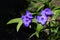 Virginia Spiderwort Tradescantia virginiana close up in the garden.