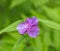 Virginia Spiderwort Wildflower, Tradescantia virginiana