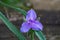 Virginia Spiderwort â€“ Tradescantia virginiana