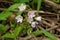 Virginia Spring Beauty - Claytonia virginica
