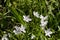 Virginia Spring Beauty Wildflowers - Claytonia virginica