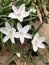 Virginia Spring Beauty Wildflowers - Claytonia virginica