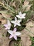 Virginia Spring Beauty Wildflowers - Claytonia virginica