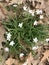 Virginia Spring Beauty Wildflowers - Claytonia virginica