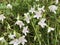 Virginia Spring Beauty Wildflowers - Claytonia virginica