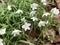 Virginia Spring Beauty Wildflowers - Claytonia virginica