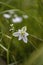 Virginia springbeauty -Claytonia virginica- close up