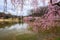 Virginia Springtime Cherry Trees Bloom Meadowlark Park