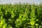 Virginia tobacco (Brightleaf tobacco) plants growing on plantation.