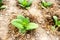 Virginia Tobacco, Nicotiana tabacum, cultivated tobacco. Young Virginia Tobacco plant with flower buds on blurred tobacco