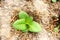 Virginia Tobacco, Nicotiana tabacum, cultivated tobacco. Young Virginia Tobacco plant with flower buds on blurred tobacco