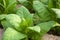 Virginia Tobacco, Nicotiana tabacum, cultivated tobacco. Young Virginia Tobacco plant with flower buds on blurred tobacco