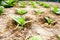 Virginia Tobacco, Nicotiana tabacum, cultivated tobacco. Young Virginia Tobacco plant with flower buds on blurred tobacco