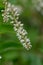 Virginia willow Itea virginica Henry’s Garnet, small white flowers