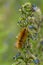 Virginian Tiger Moth - Spilosoma virginica