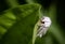 Virginian Tiger Moth Spilosoma virginica Resting On Leaf