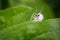 Virginian Tiger Moth Spilosoma virginica Resting On Leaf