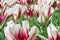 Viridiflora tulip