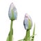 Viridiflora tulip isolated on white