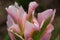 Viridiflora Tulip petals